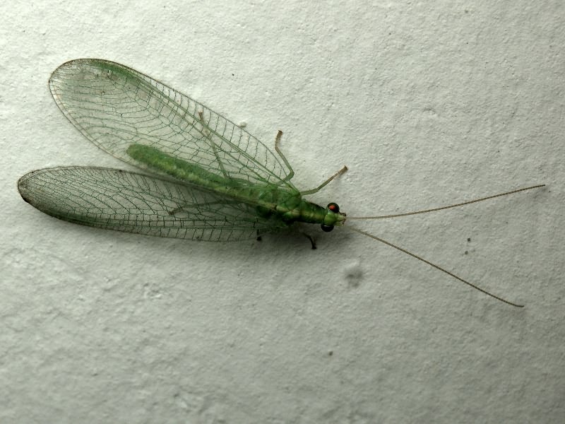 Chrysoperla carnea (Stephens, 1836)